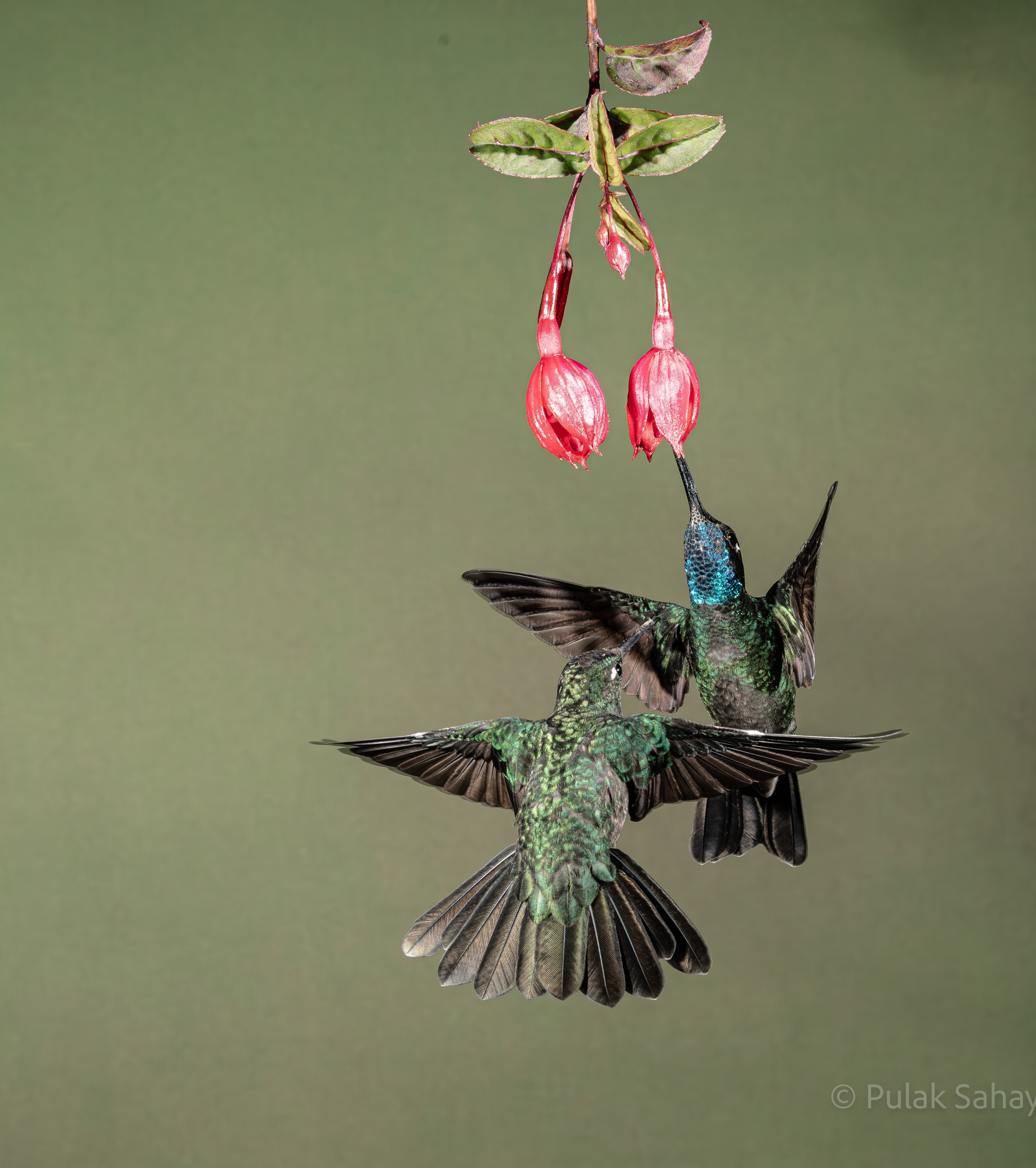 Hummingbird in a crowd